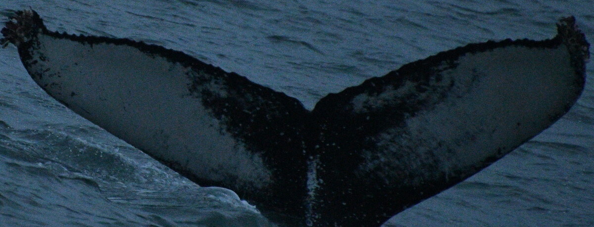 Fluke of HW-MN0104072