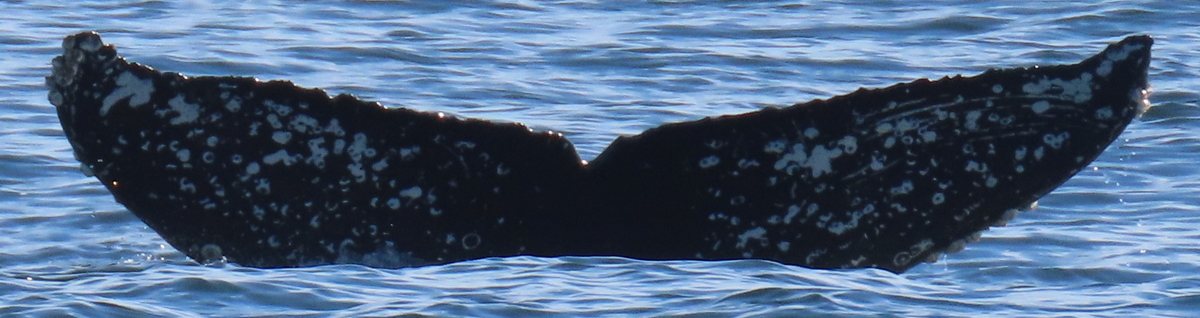 Fluke of HW-MN0503692