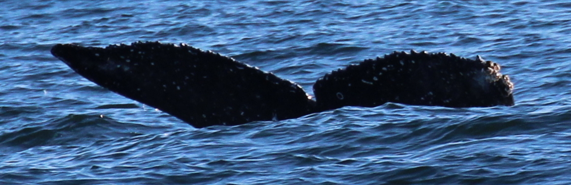 Fluke of HW-MN0503693