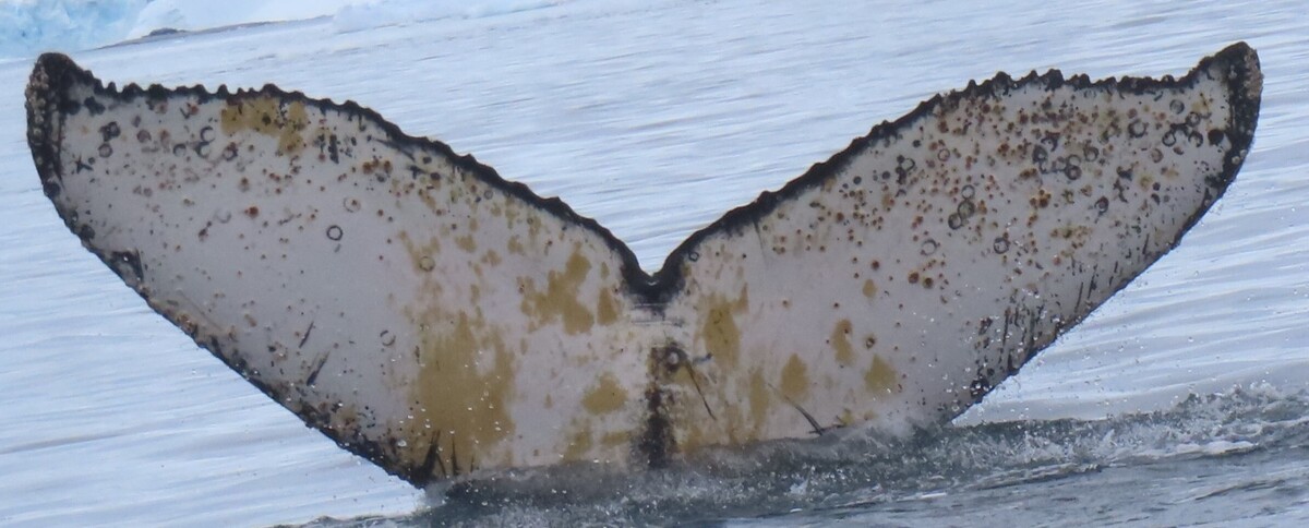 Fluke of HW-MN1307135