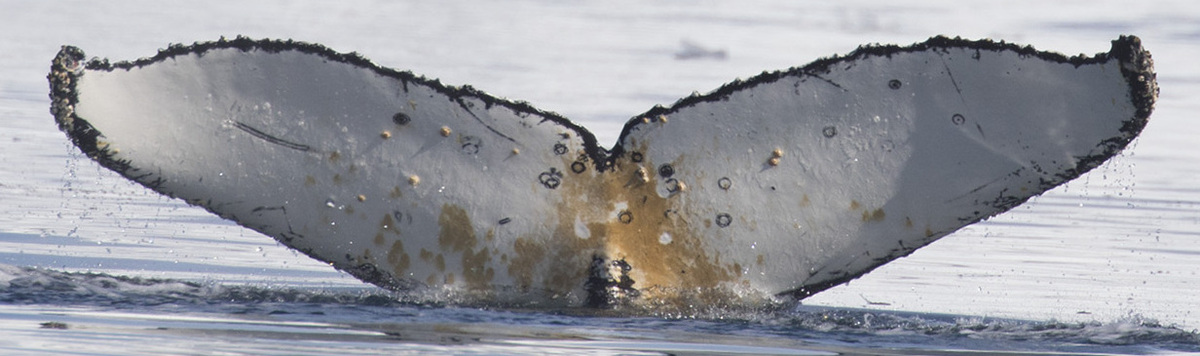 Fluke of HW-MN1307136