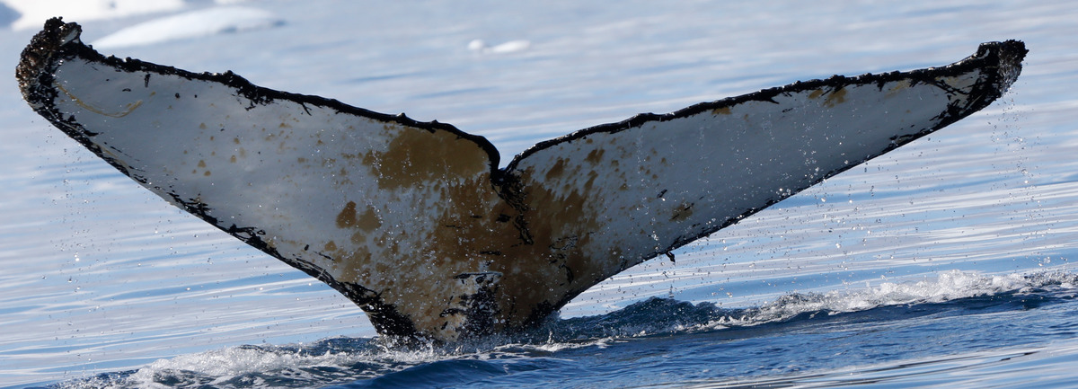 Fluke of HW-MN1307137
