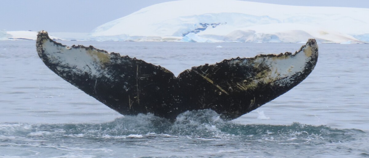 Fluke of HW-MN1307144