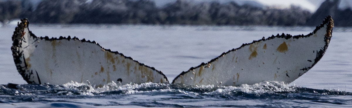 Fluke of Kingbird (Antarctica)