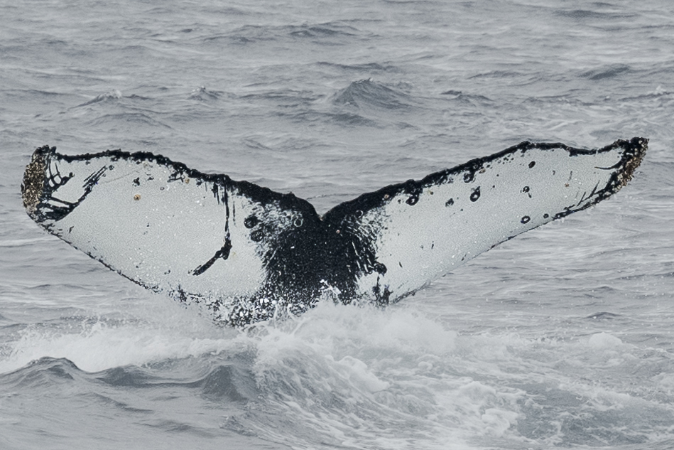 Fluke of HW-MN1307172
