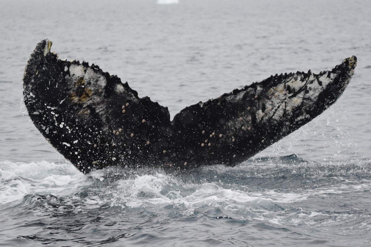 Fluke of HW-MN1307183