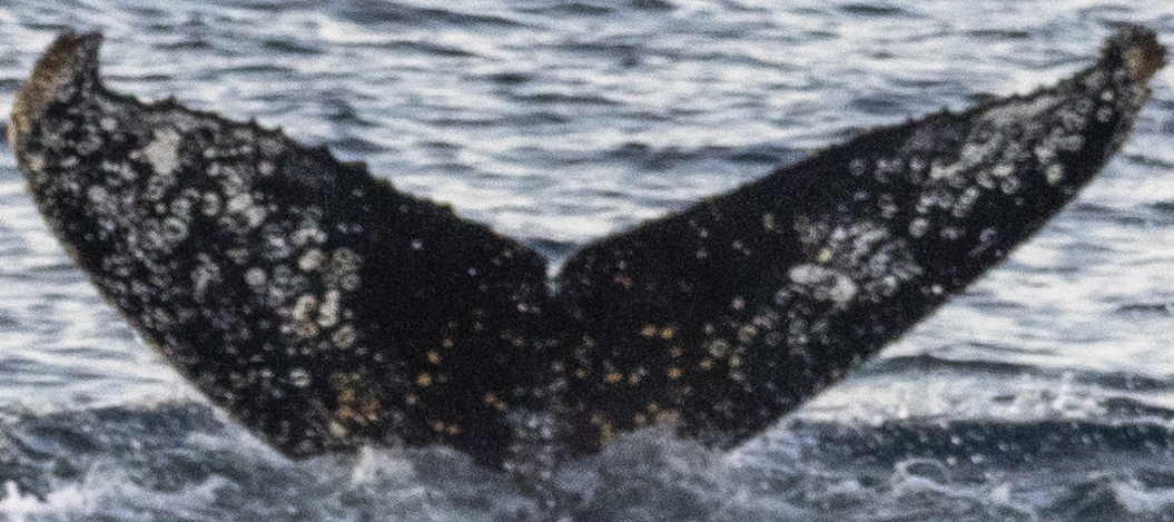 Fluke of HW-MN1307187