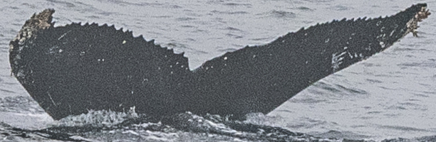 Fluke of HW-MN1307190