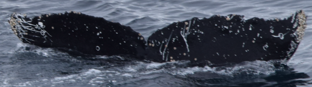 Fluke of HW-MN1307194