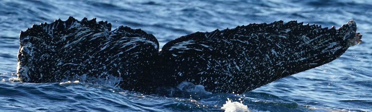 Fluke of HW-MN0524367