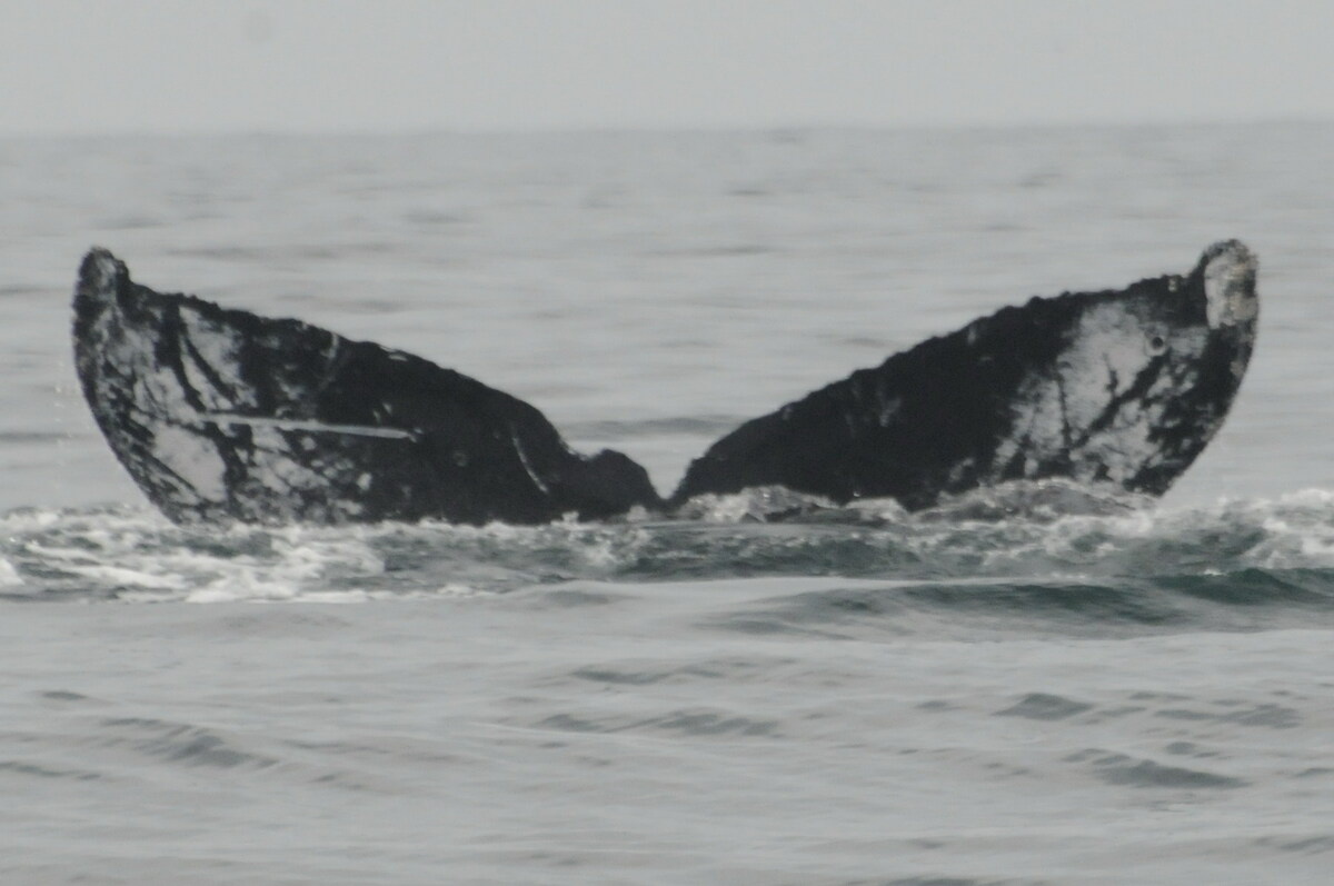 Fluke of CRC-12345