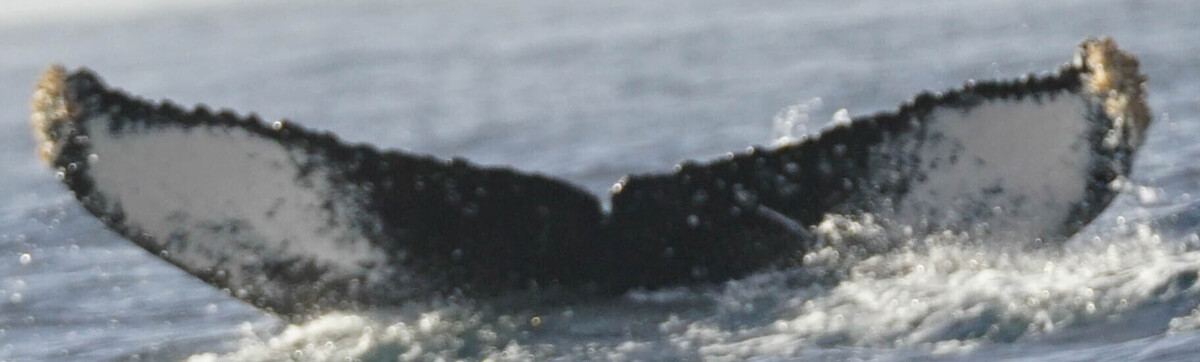 Fluke of HW-MN0524383