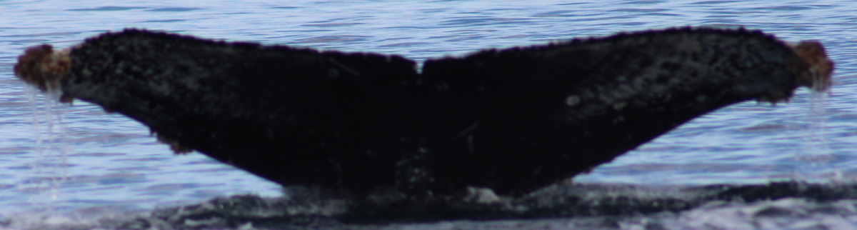 Fluke of HW-MN0524392