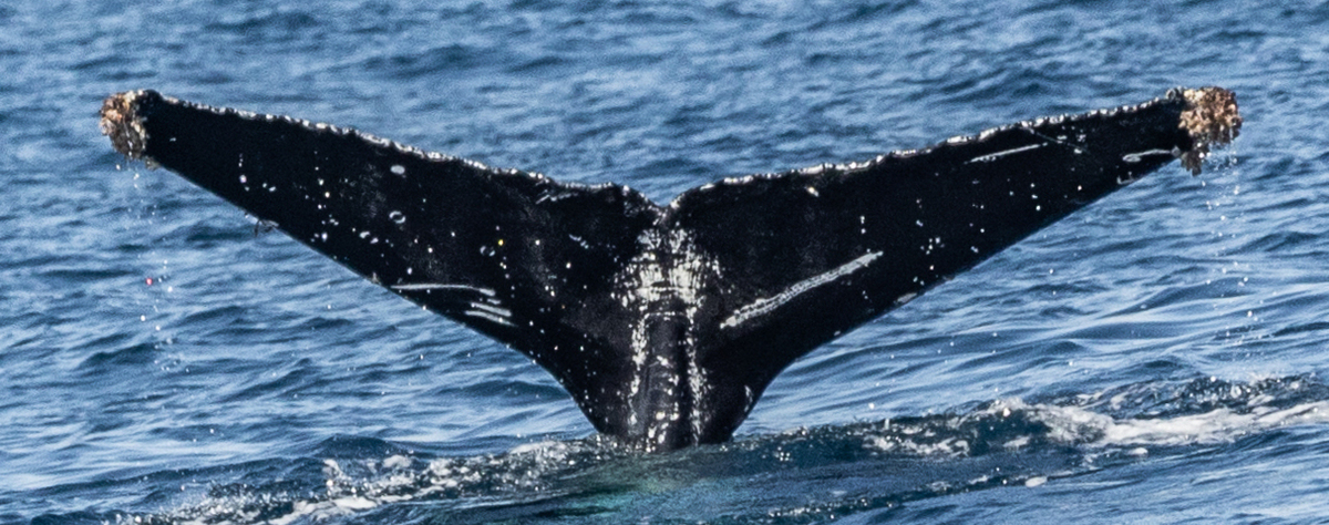 Fluke of HW-MN0524406
