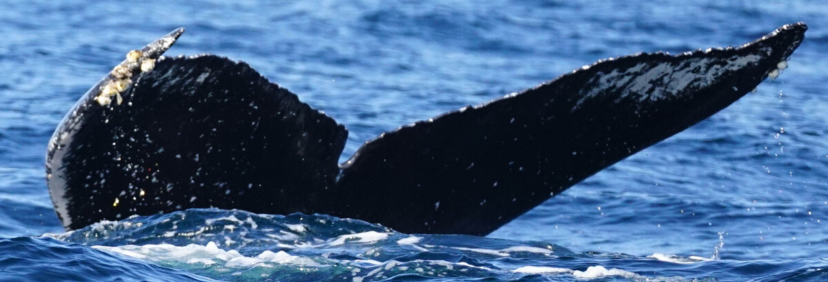 Fluke of HW-MN0524411