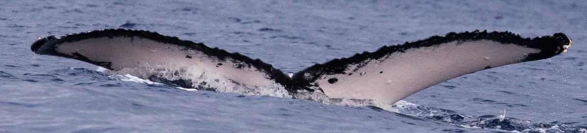 Fluke of HW-MN0445007