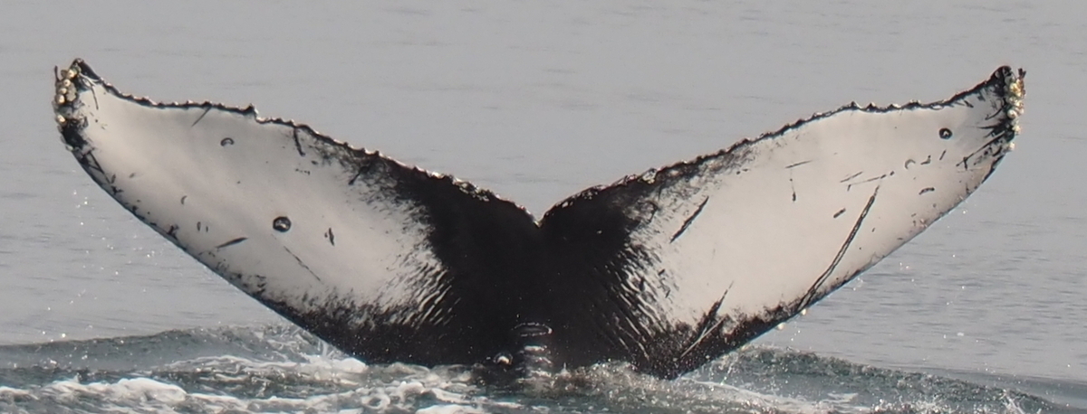 Fluke of 2024 calf of Black Pearl