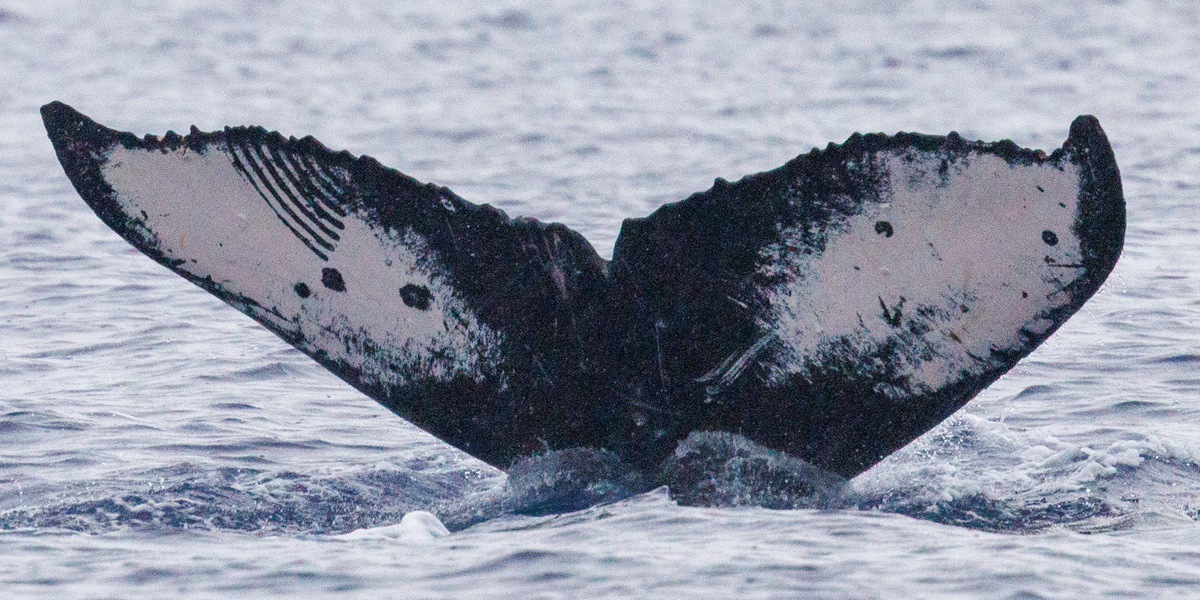 Fluke of HW-MN0445012