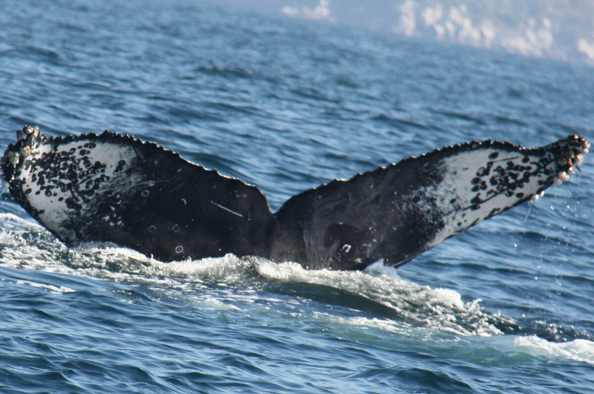 Fluke of CRC-12211