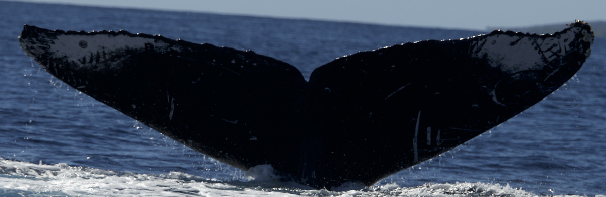 Fluke of HW-MN0445016