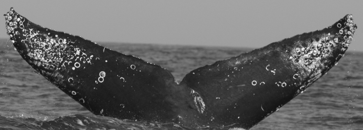 Fluke of CRC-11848