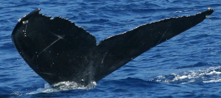 Fluke of HW-MN0445024