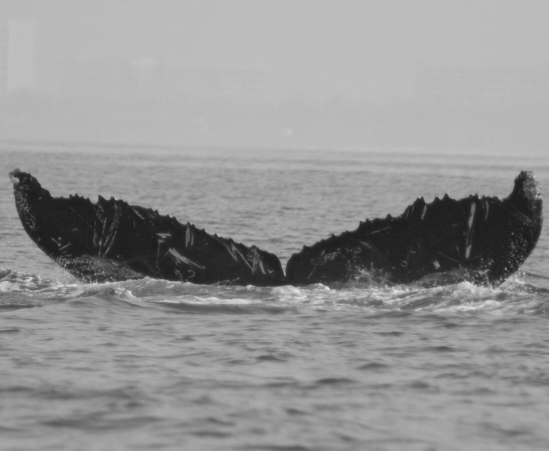 Fluke of CRC-12361