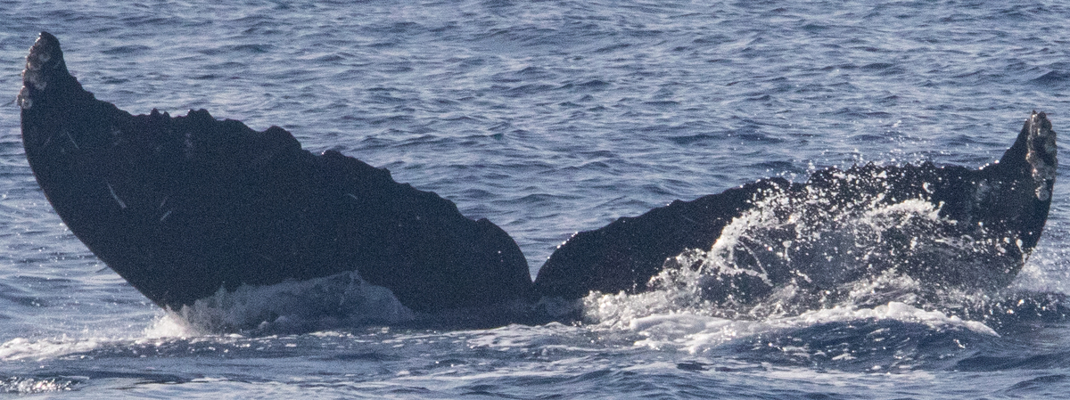 Fluke of HIHWNMS-2025-1-23_G01A05