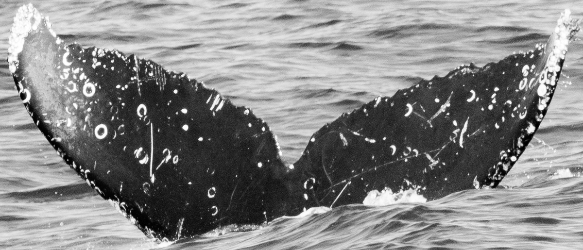 Fluke of Maudesta (Guerrero)