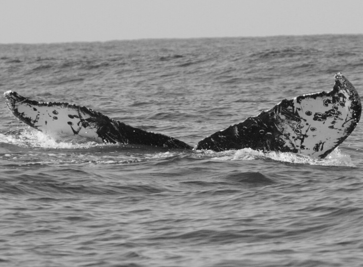 Fluke of CRC-10119