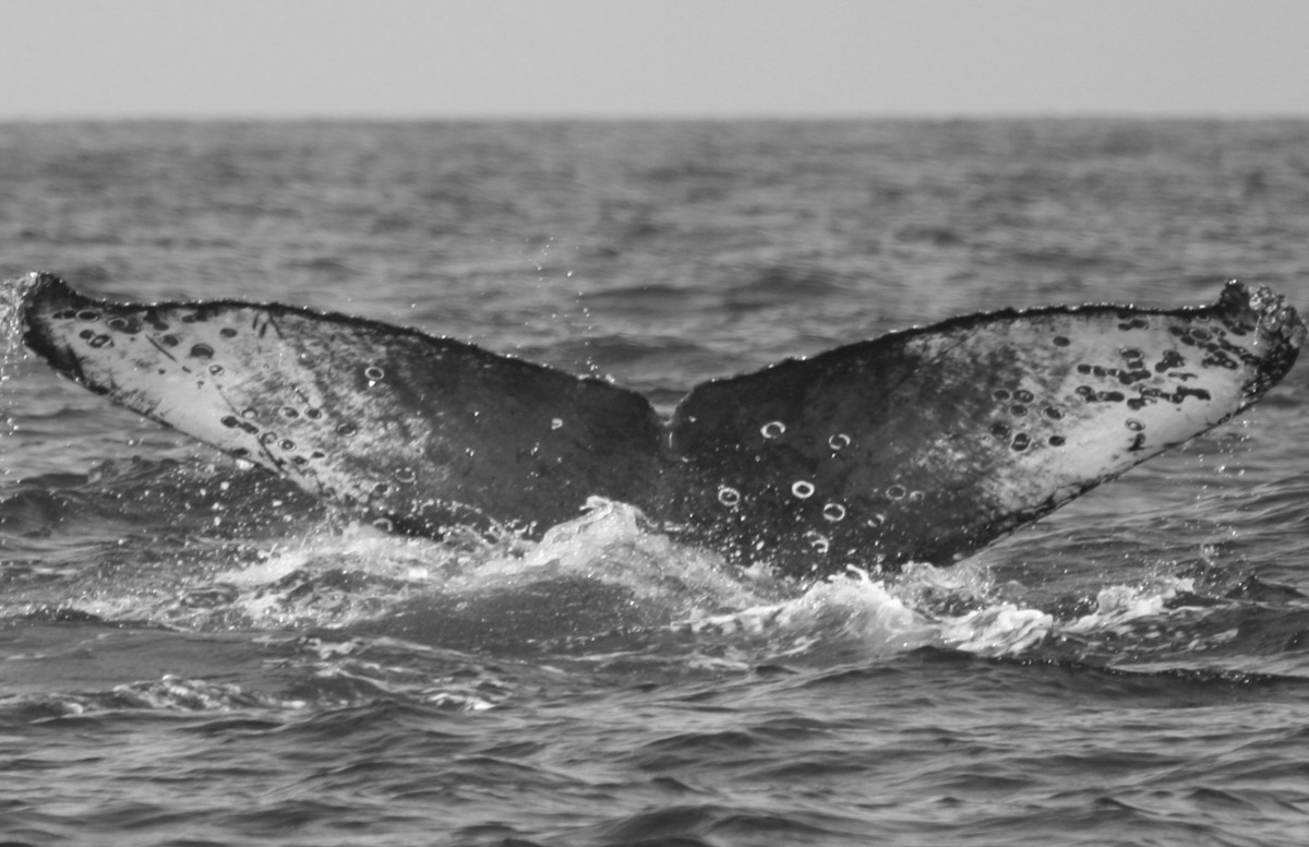 Fluke of CRC-11816