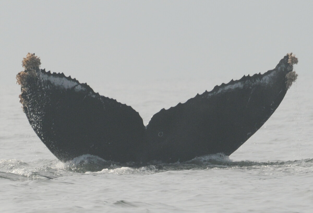Fluke of CRC-11742