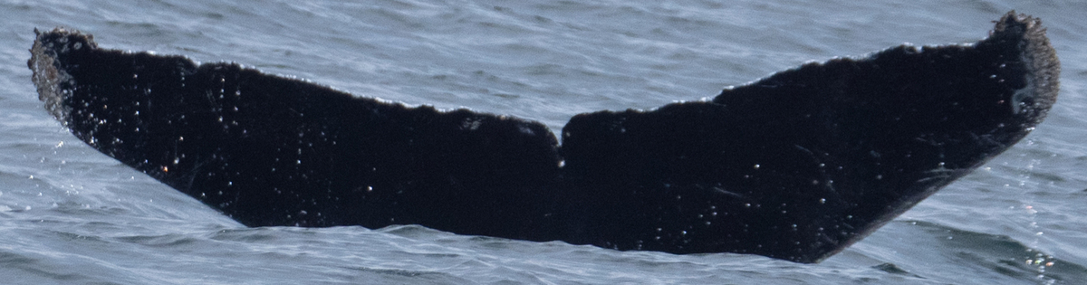 Fluke of CRC-10701