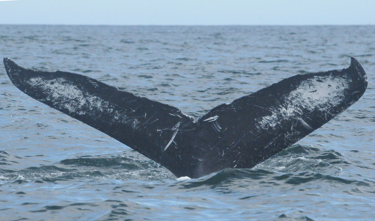 Fluke of CRC-11326