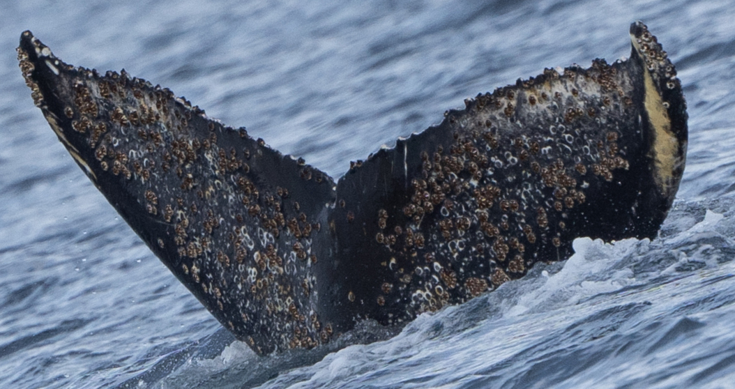 Fluke of 2024-2025 calf of HW-MN1302790