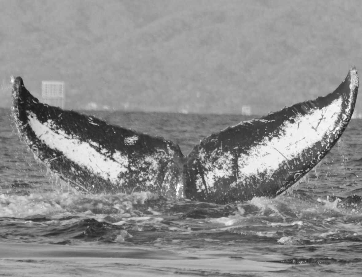 Fluke of Ixbalanqué (Vallarta) aka Venom
