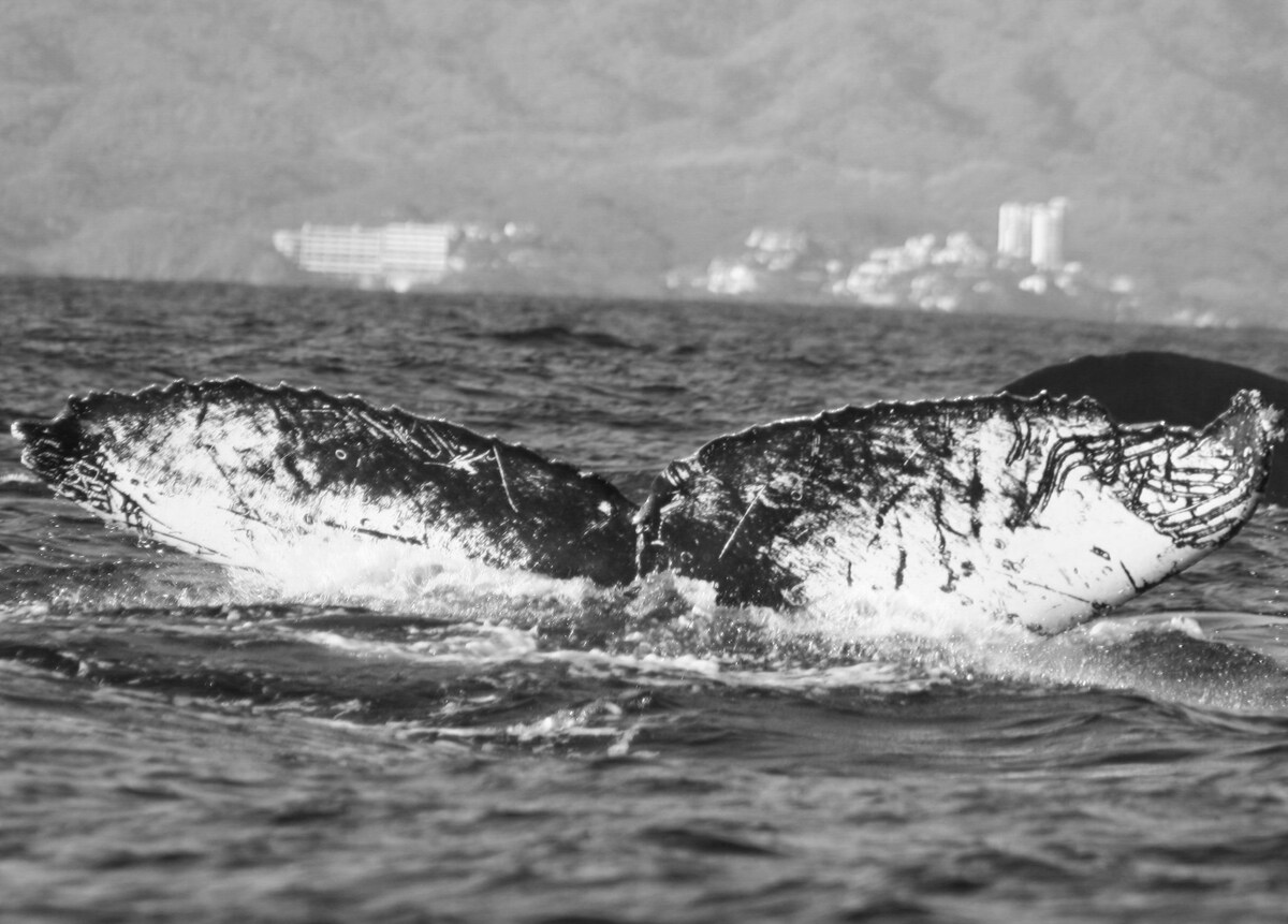 Fluke of CRC-11402