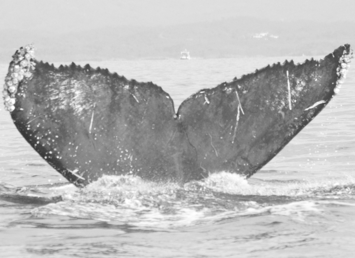 Fluke of CRC-11627