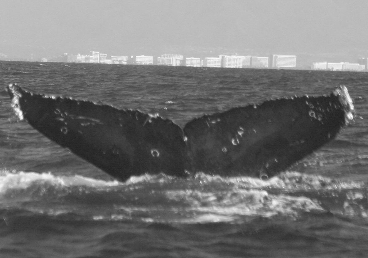 Fluke of CRC-12381