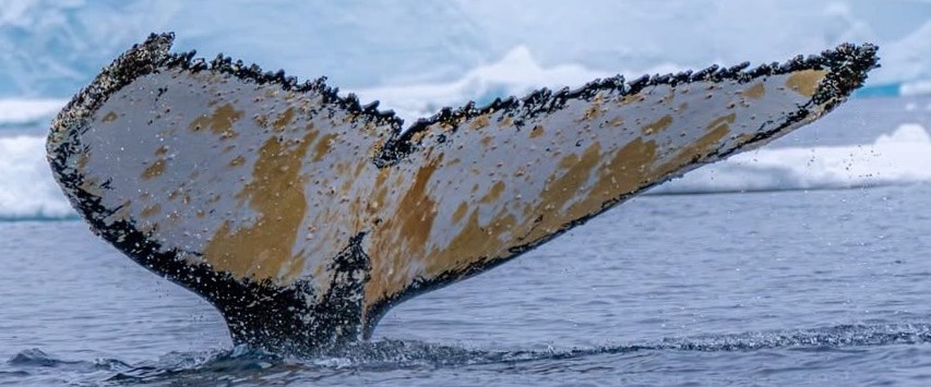Fluke of Dale (Antarctica)