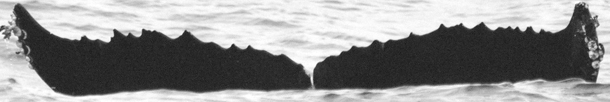 Fluke of CRC-15488