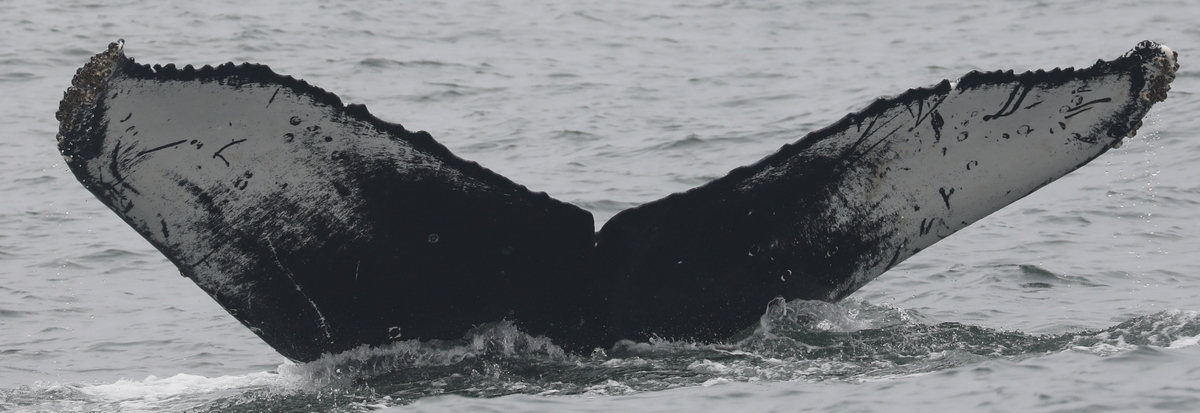 Fluke of CRC-11319