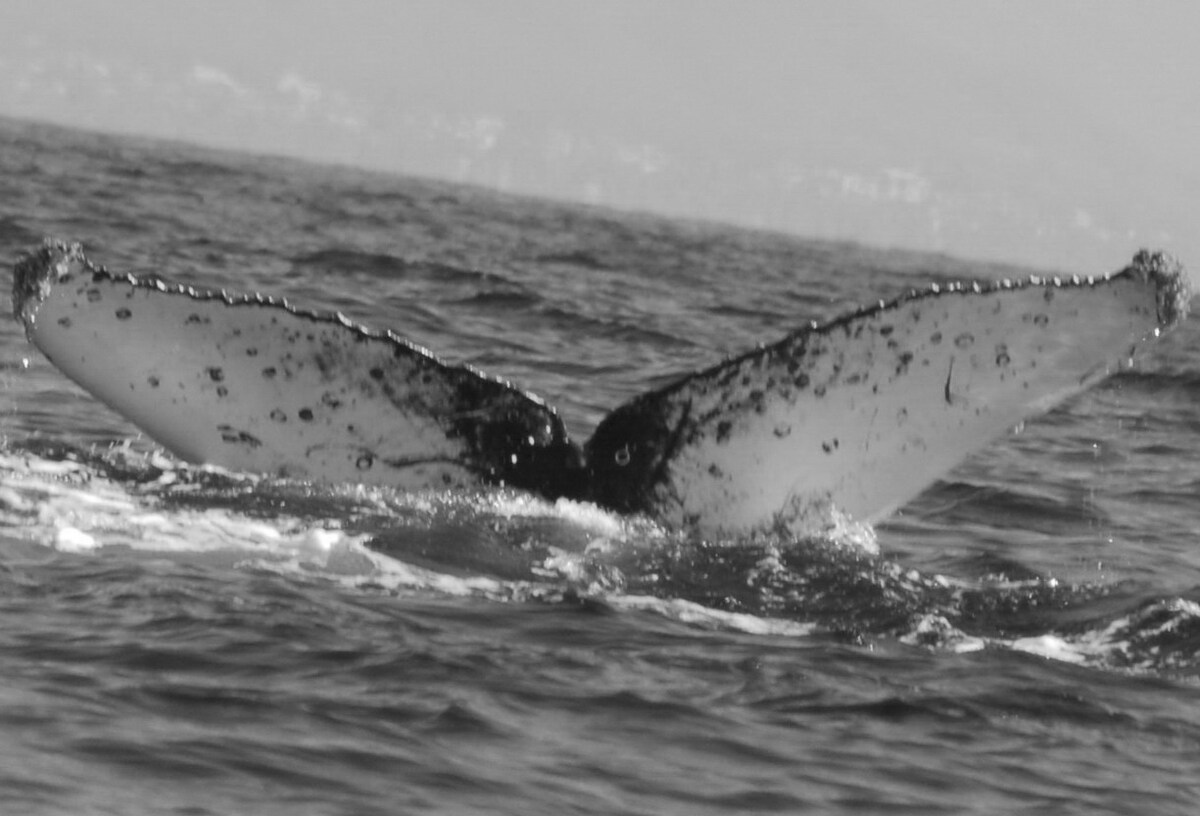 Fluke of CRC-12197