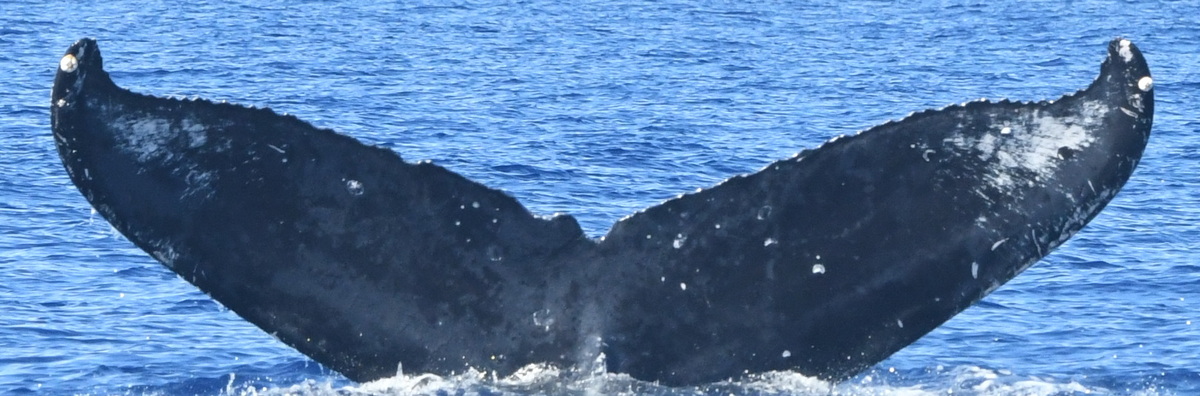 Fluke of Pimple (BC)