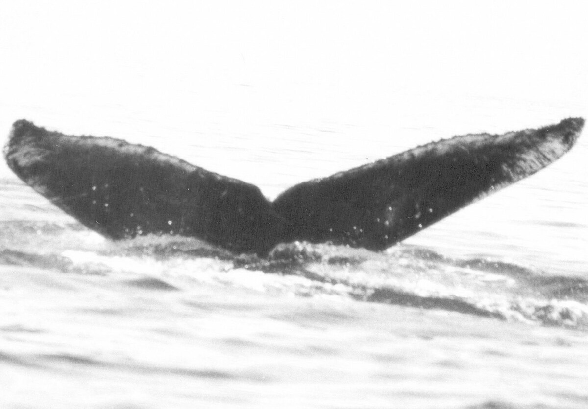 Fluke of CRC-11421