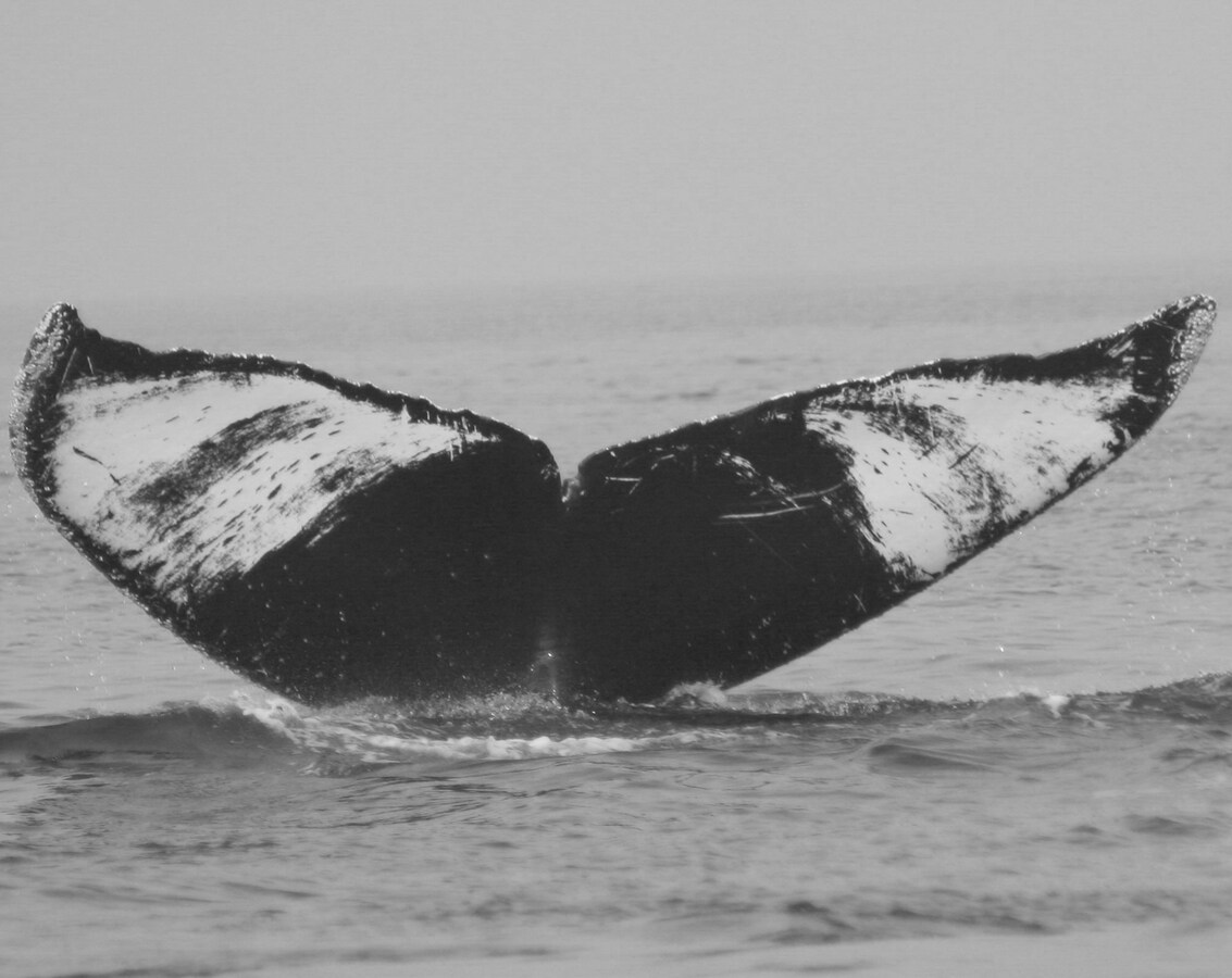 Fluke of Radar (Vallarta)