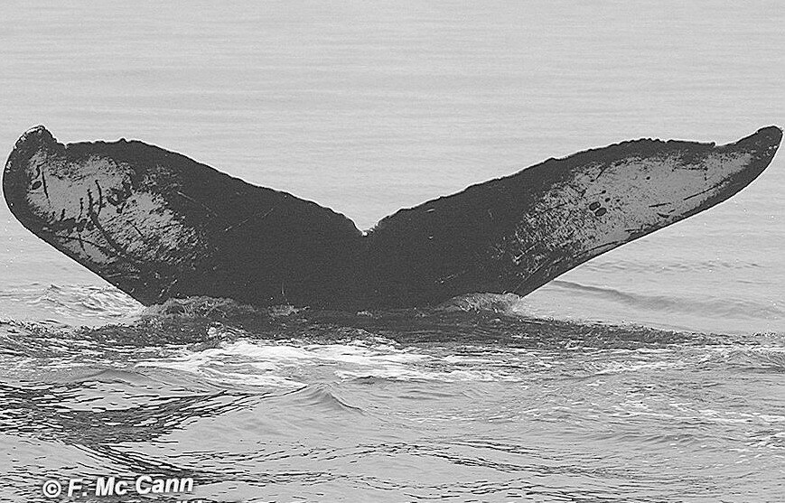 Fluke of CRC-10011