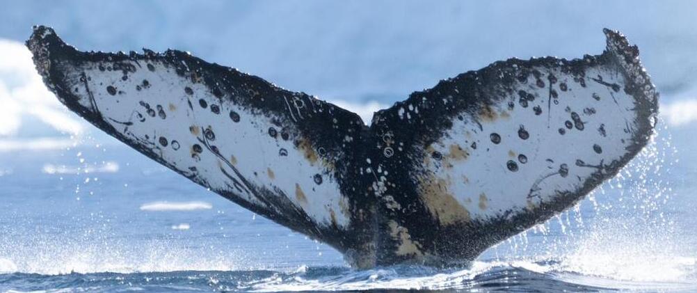 Fluke of Bulicka 25 (Antarctica)