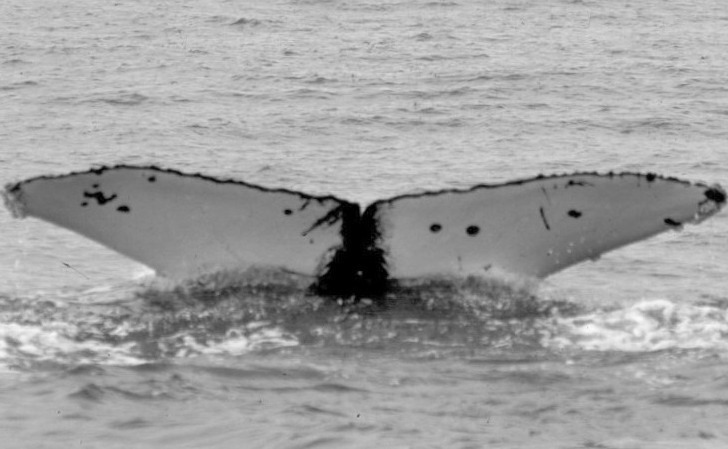 Fluke of CRC-11501