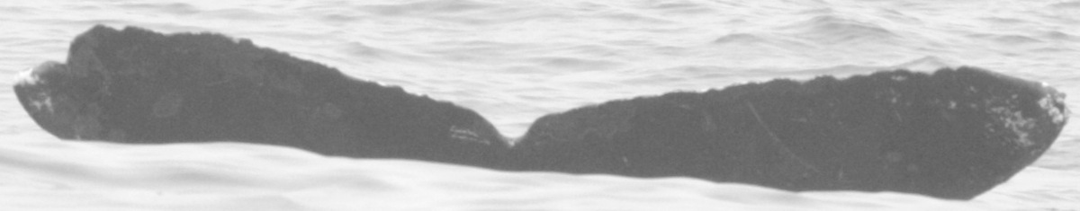 Fluke of CRC-10069